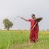Woman farmer in Nagpur field spreading fertilizer, promoting sustainable farming.